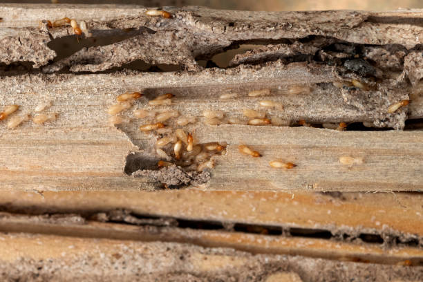 Best Wasp Removal Services  in Monrovia, CA